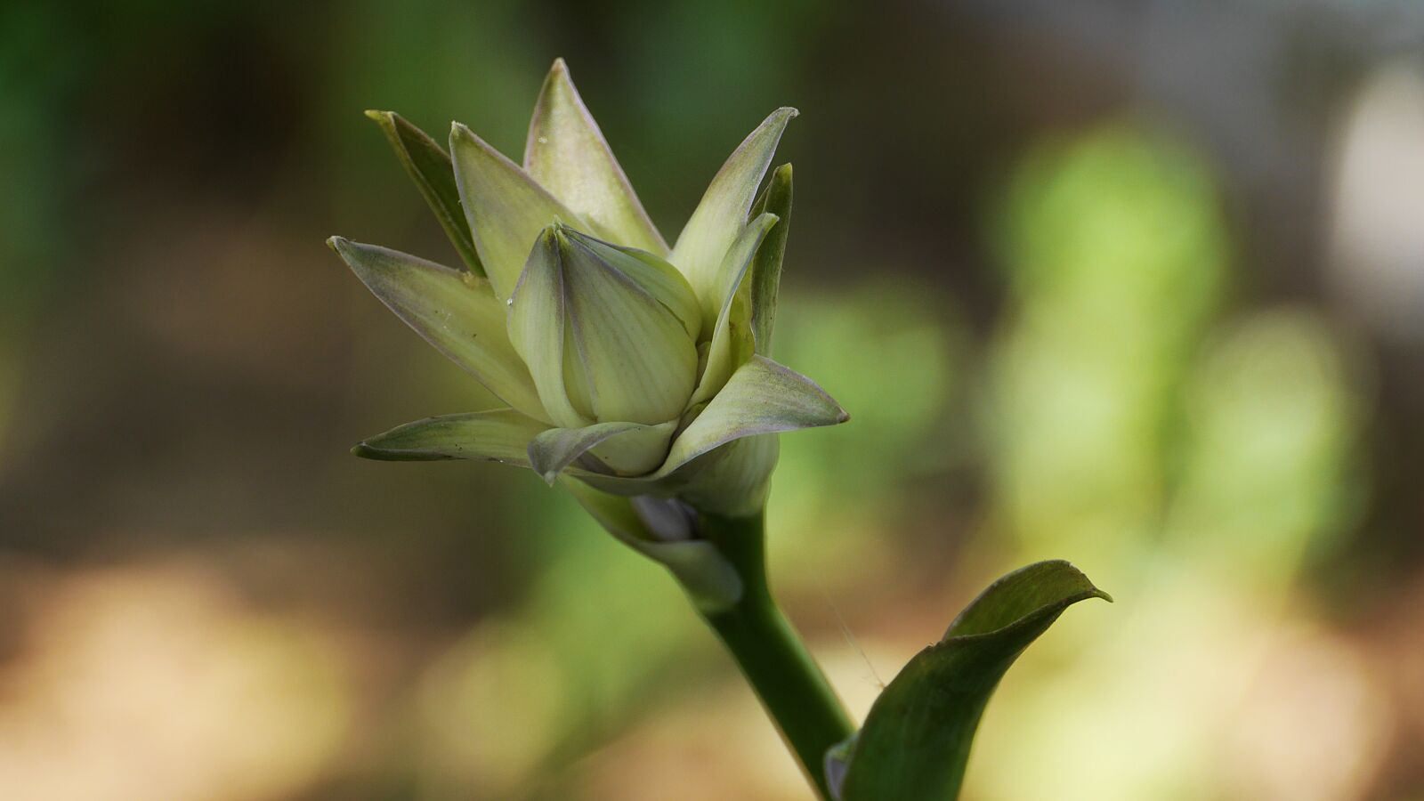 Panasonic Lumix DMC-GH3 sample photo. Garden, flowers, nature photography