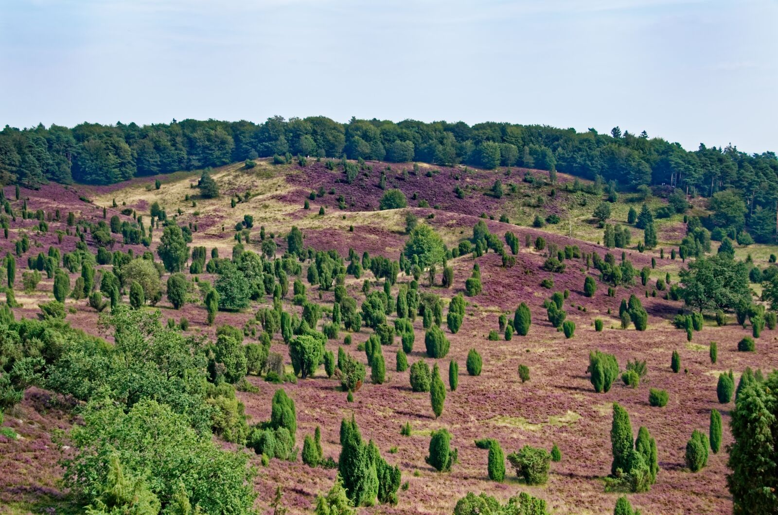 Nikon D7000 sample photo. Germany, l neburg heath photography
