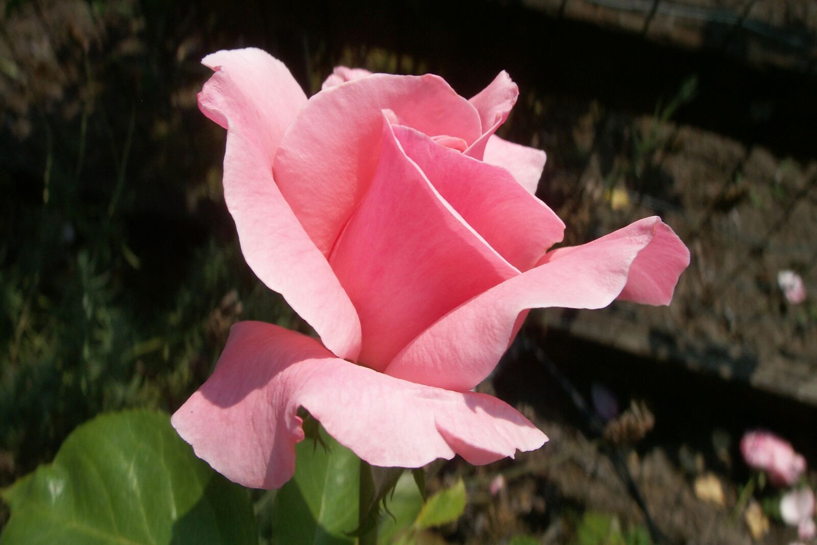 KONICA MINOLTA DiMAGE X1 sample photo. Rose, pink, flower photography