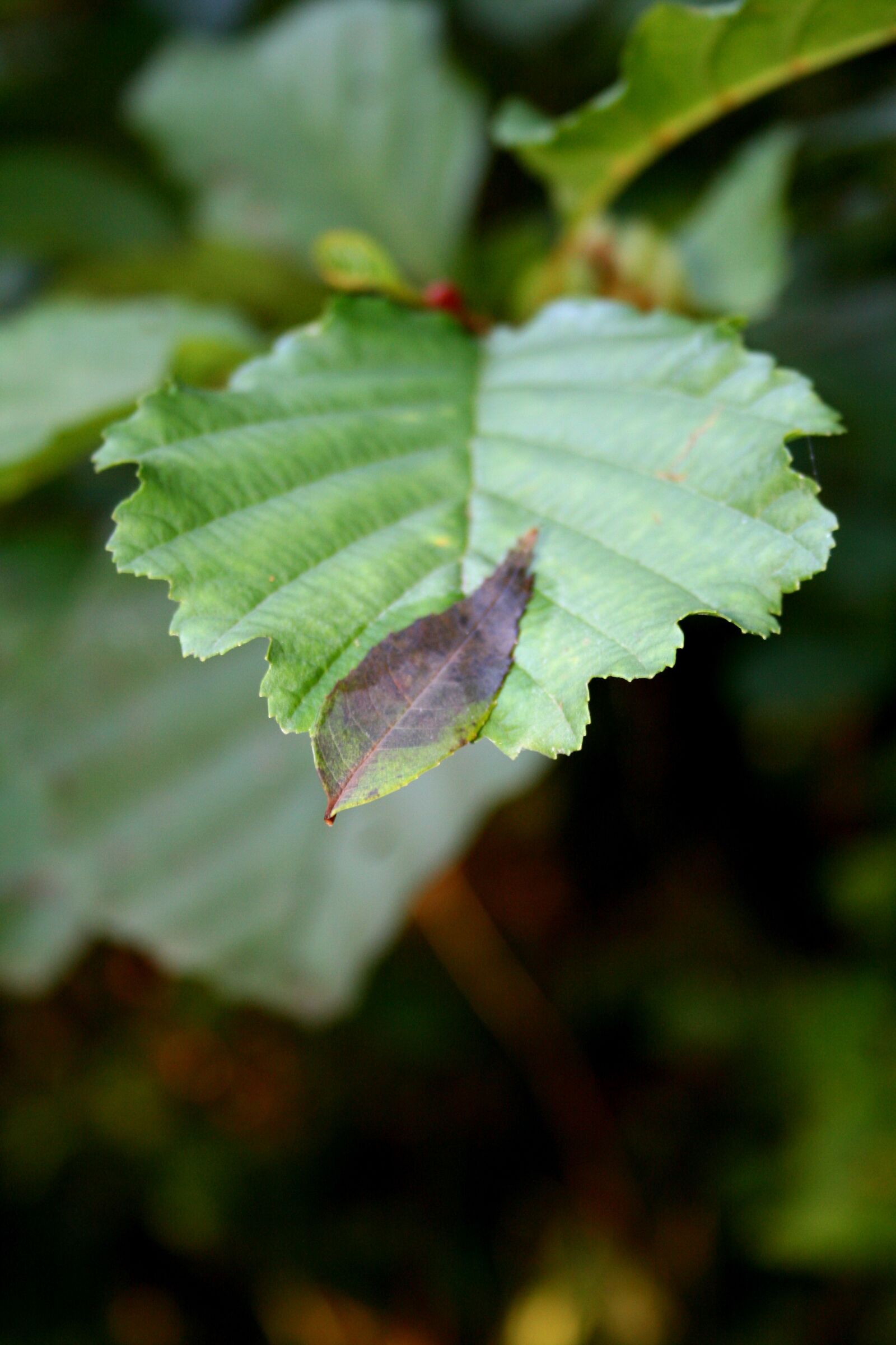 Canon EOS 400D (EOS Digital Rebel XTi / EOS Kiss Digital X) sample photo. Leaf, leaves, green photography