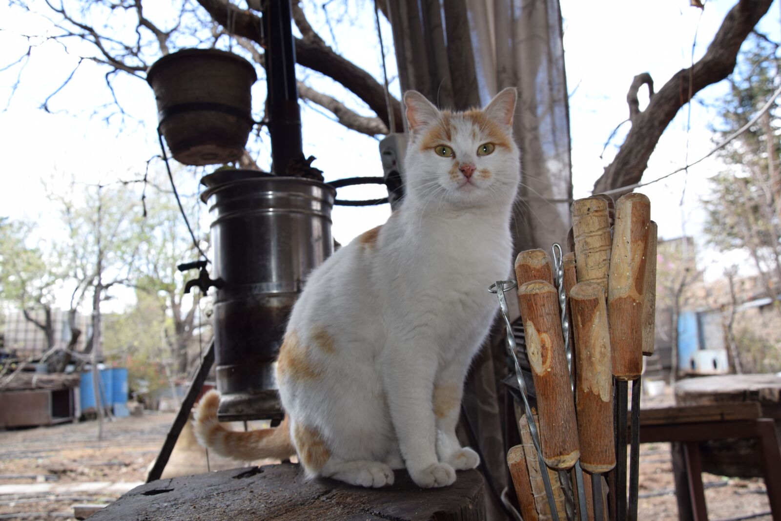 Nikon D3300 sample photo. Cat, nature, animals photography