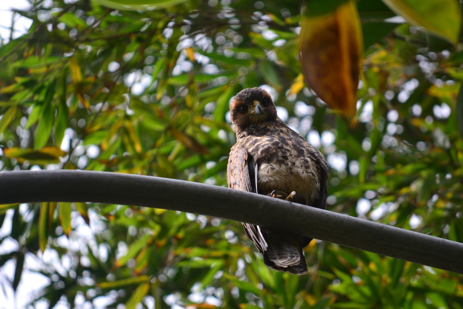Nikon D3100 sample photo. Nature, tree, outdoors photography