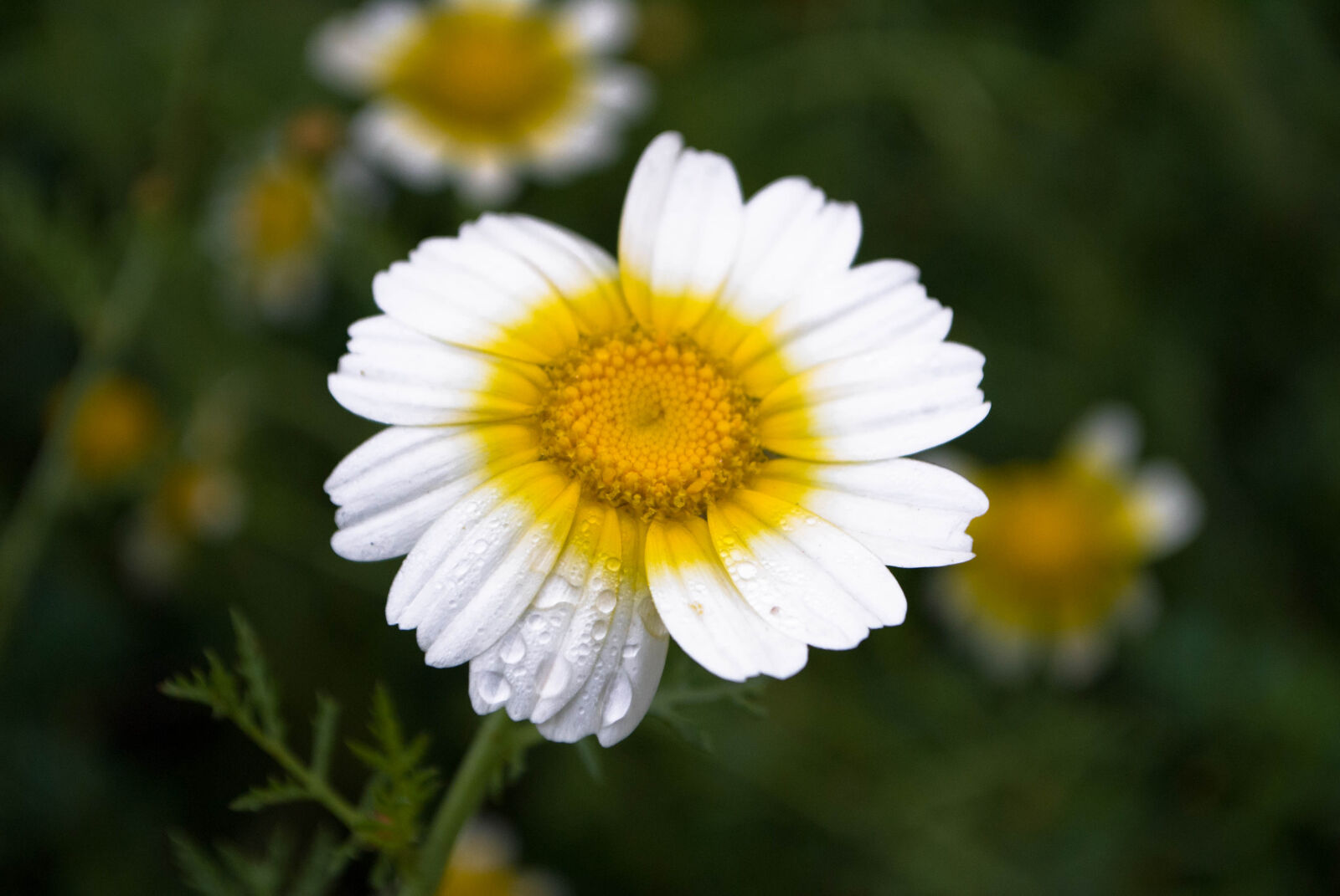 Nikon D3000 sample photo. Flowers photography