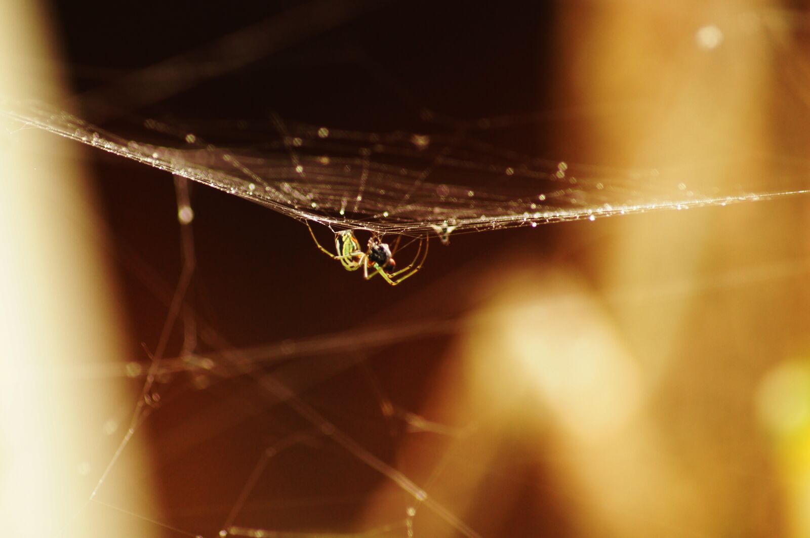 Sony SLT-A55 (SLT-A55V) sample photo. Insect, the, india photography