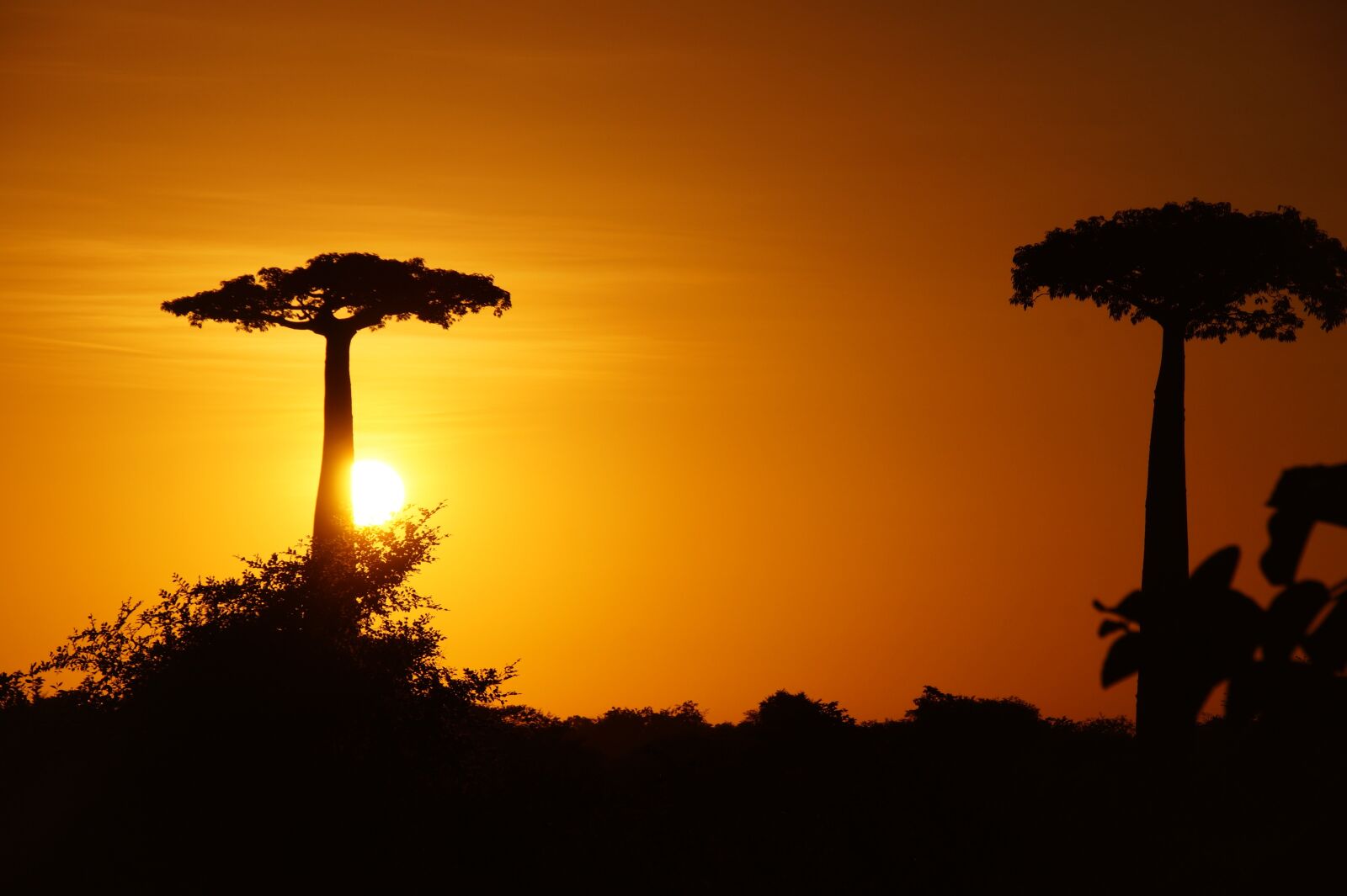 Sony SLT-A58 sample photo. Madagascar, baobab, tree photography