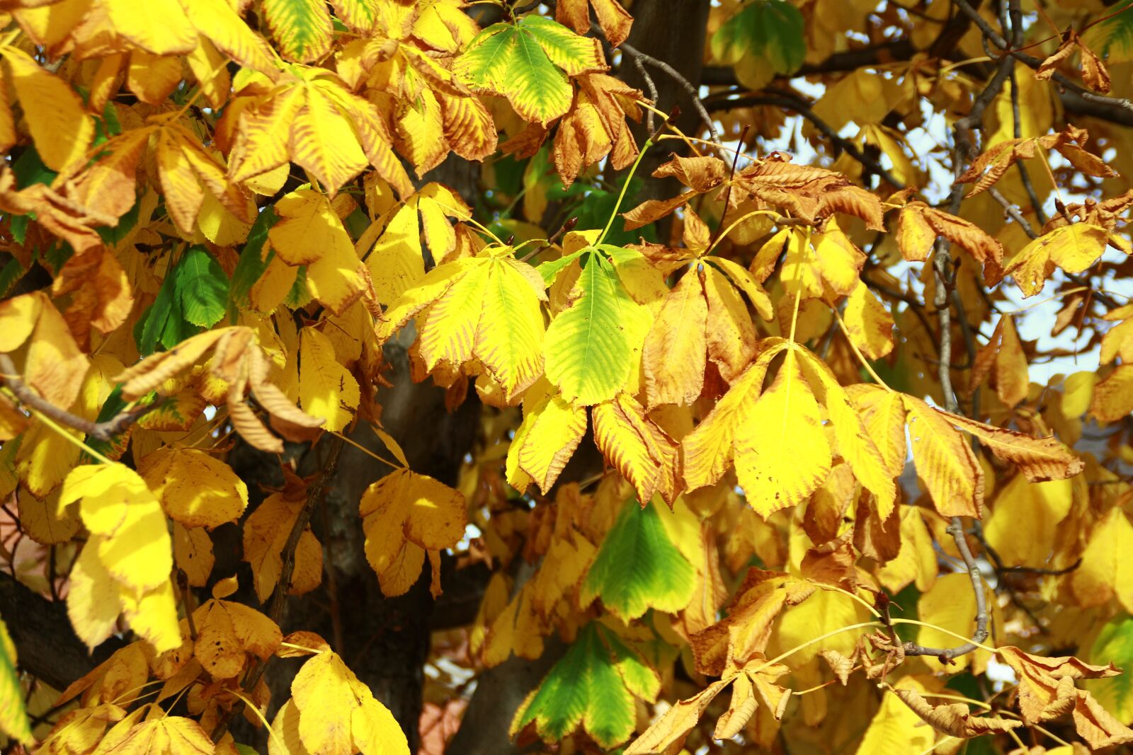 Canon EOS 600D (Rebel EOS T3i / EOS Kiss X5) sample photo. Chestnut tree, leaves, yellow photography