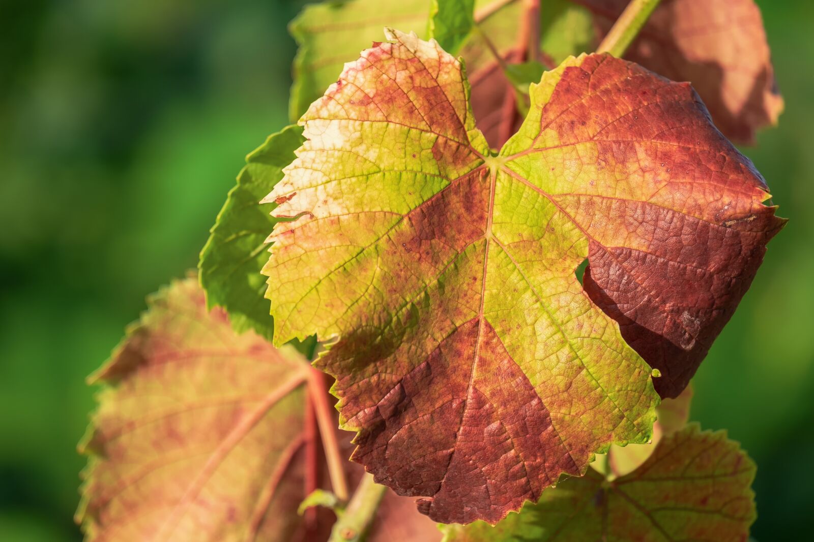 Fujifilm XF 55-200mm F3.5-4.8 R LM OIS sample photo. Wine leaf, leaf, fall photography