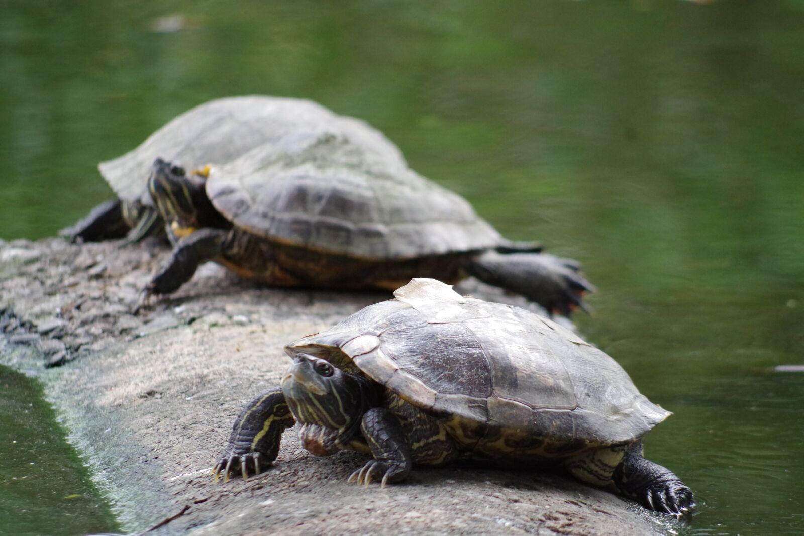 Pentax K-S2 sample photo. Turtle, water, aquatic animal photography