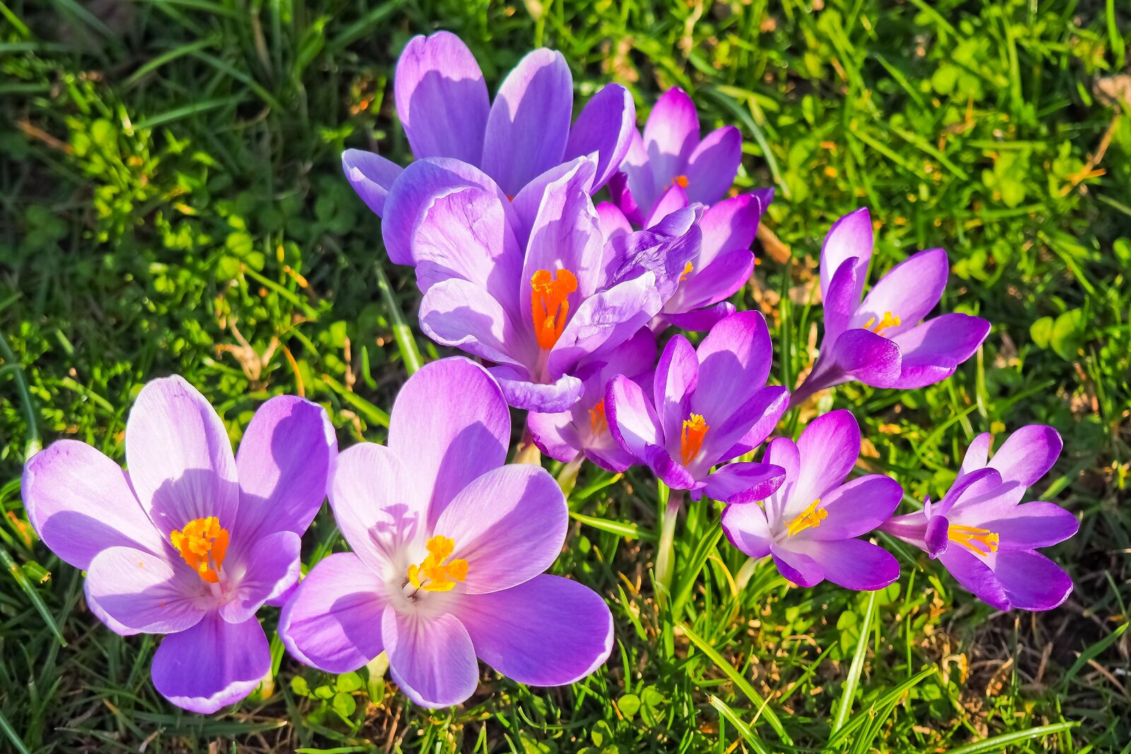 Olympus OM-D E-M10 sample photo. Crocus, flower, spring photography