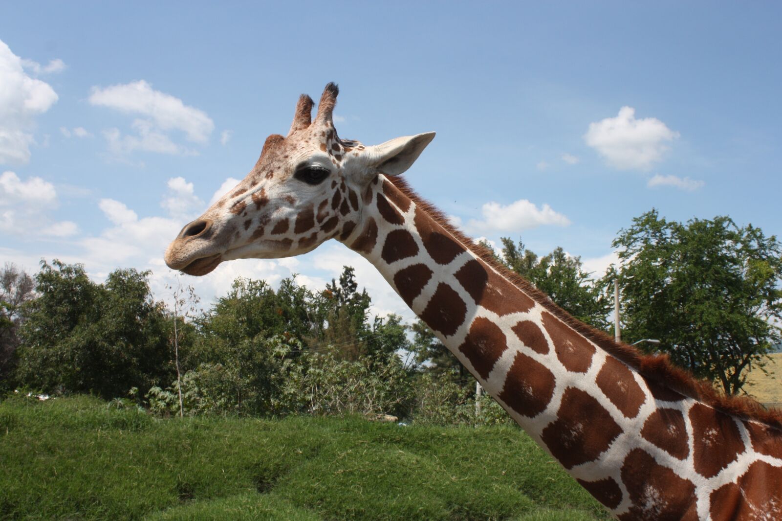 Canon EOS 450D (EOS Rebel XSi / EOS Kiss X2) sample photo. Giraffa camelopardalis, animalia, nature photography