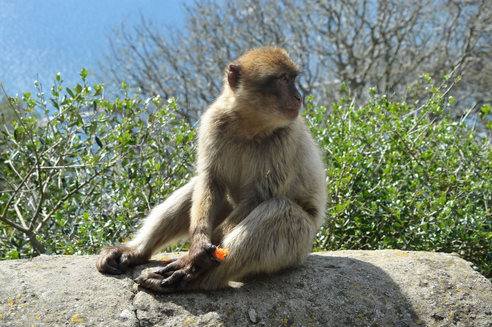 Nikon D3200 sample photo. Barbary ape, monkey rock photography