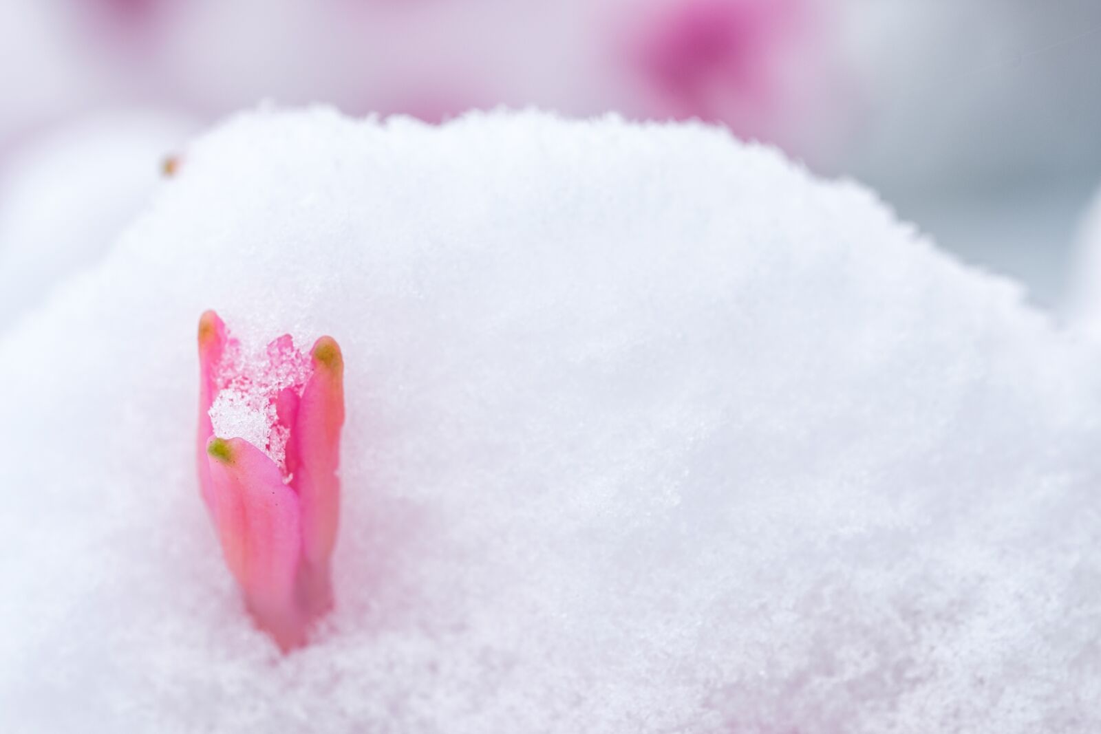 Fujifilm X-T2 + Fujifilm XF 80mm F2.8 R LM OIS WR Macro sample photo. Hyacinth, blossom, bloom photography