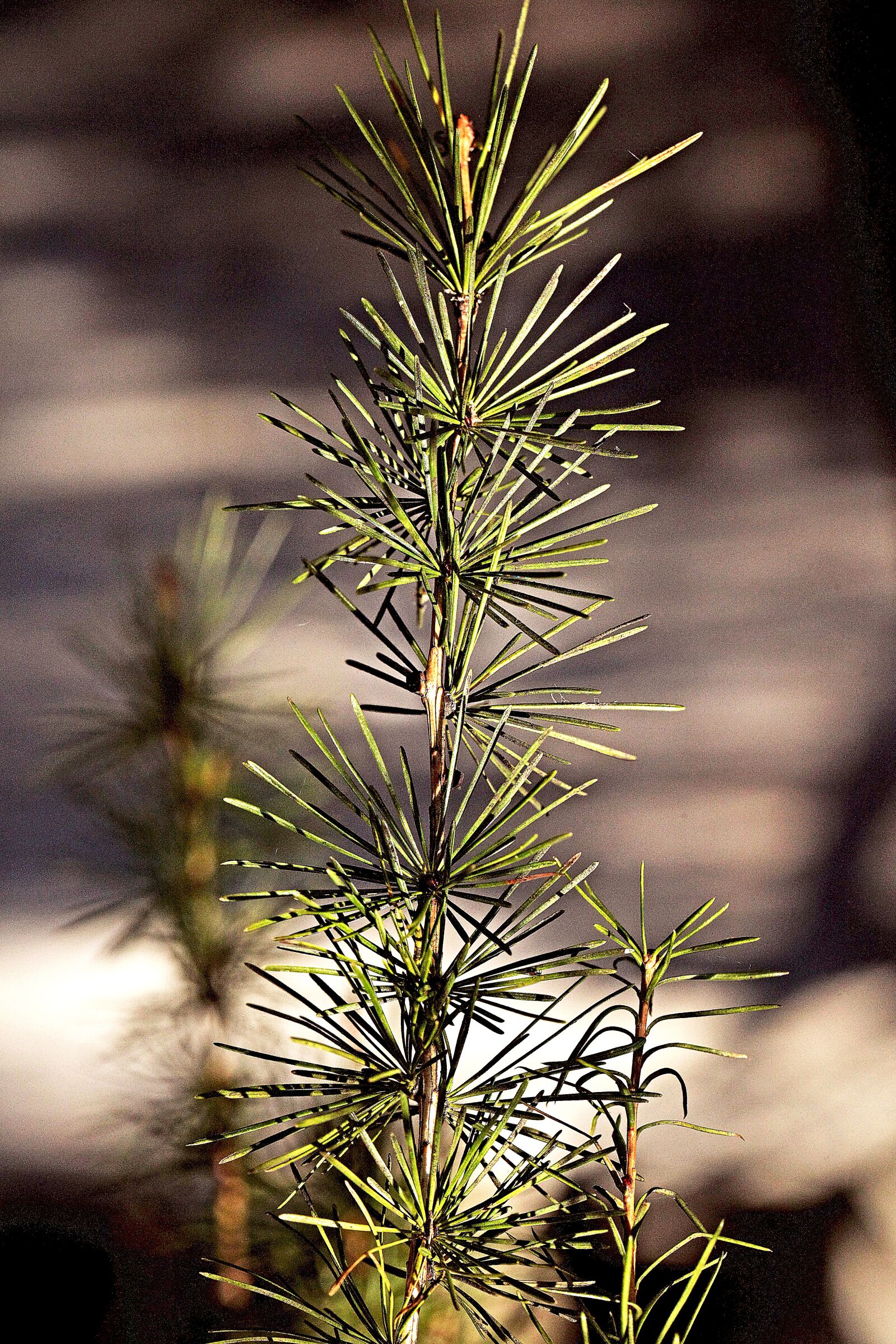 Canon EOS 5D Mark II sample photo. Sprig, needles, larch photography