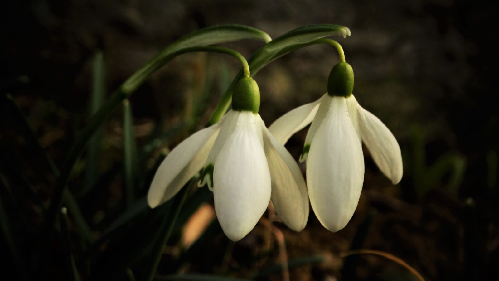 Sony Cyber-shot DSC-HX300 sample photo. Snowdrop, flower, blossom photography