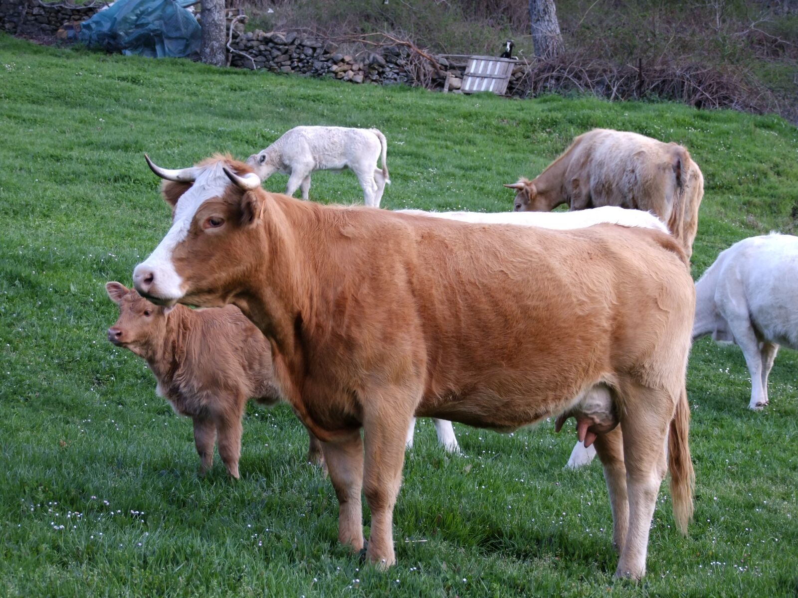 FujiFilm FinePix S200EXR (FinePix S205EXR) sample photo. Cows, field, people photography