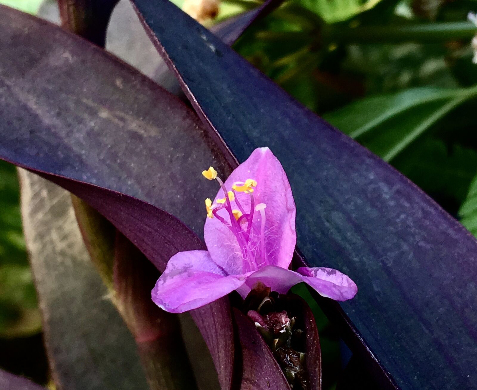 Apple iPhone 6s Plus sample photo. Small flower, pink flower photography