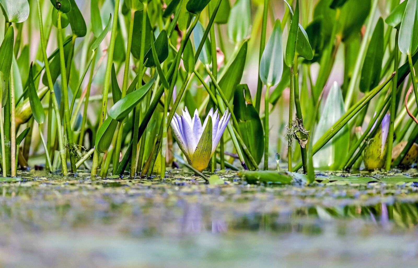 Fujifilm X-T10 + Fujifilm XC 50-230mm F4.5-6.7 OIS sample photo. Water lily, flower, blossom photography