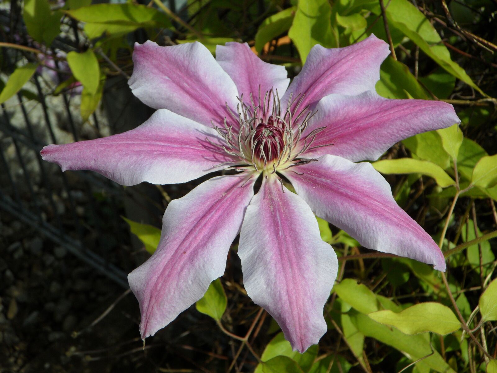 Samsung VLUU WB210, SAMSUNG WB210 sample photo. Clematis, blossom, bloom photography