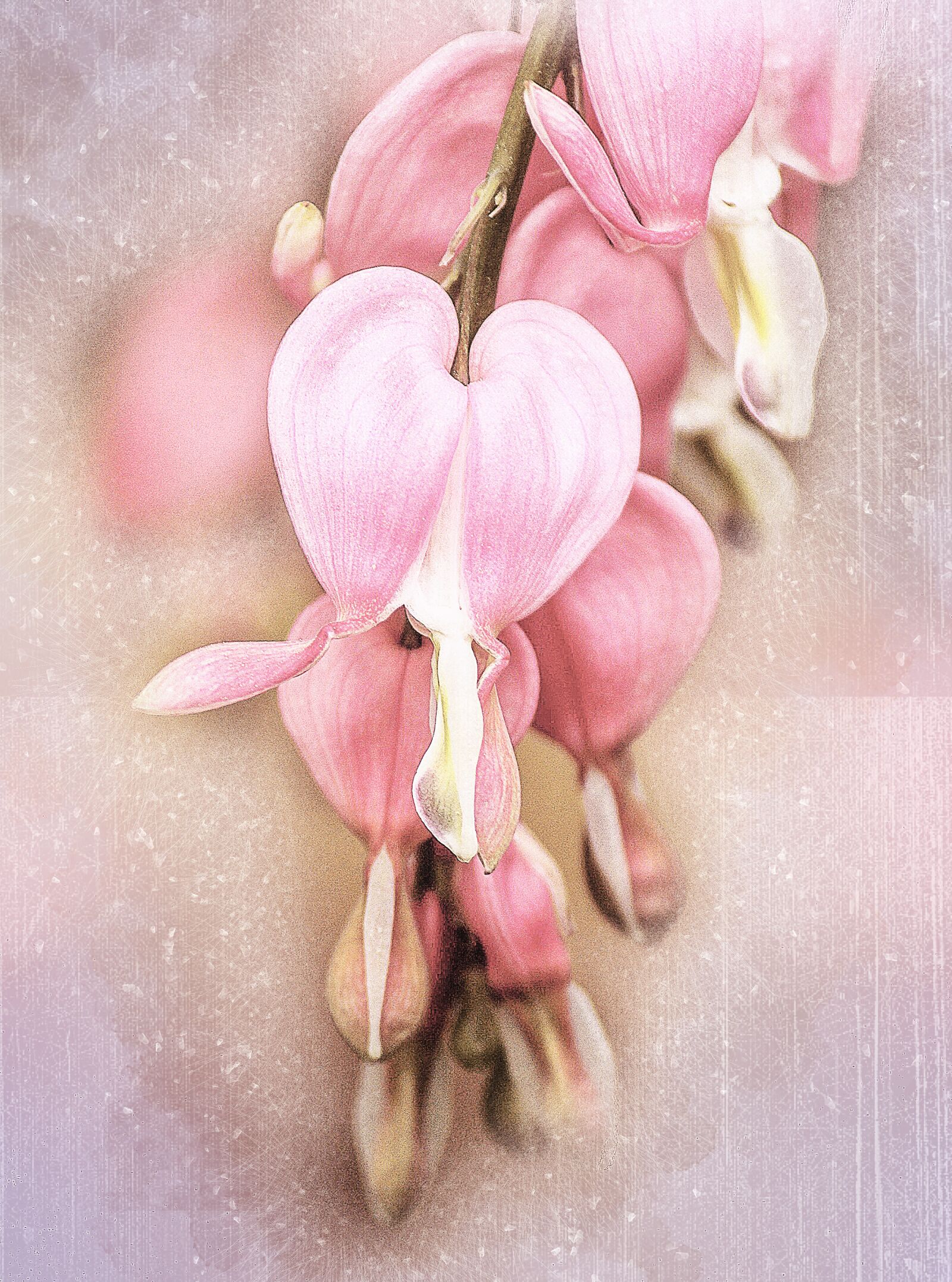 Canon EOS 600D (Rebel EOS T3i / EOS Kiss X5) sample photo. Bleeding hearts, lamprocapnos spectabilis photography