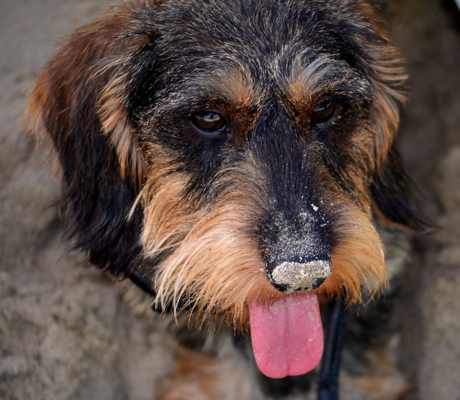 Nikon D5100 sample photo. Dachshund, nose, sand photography