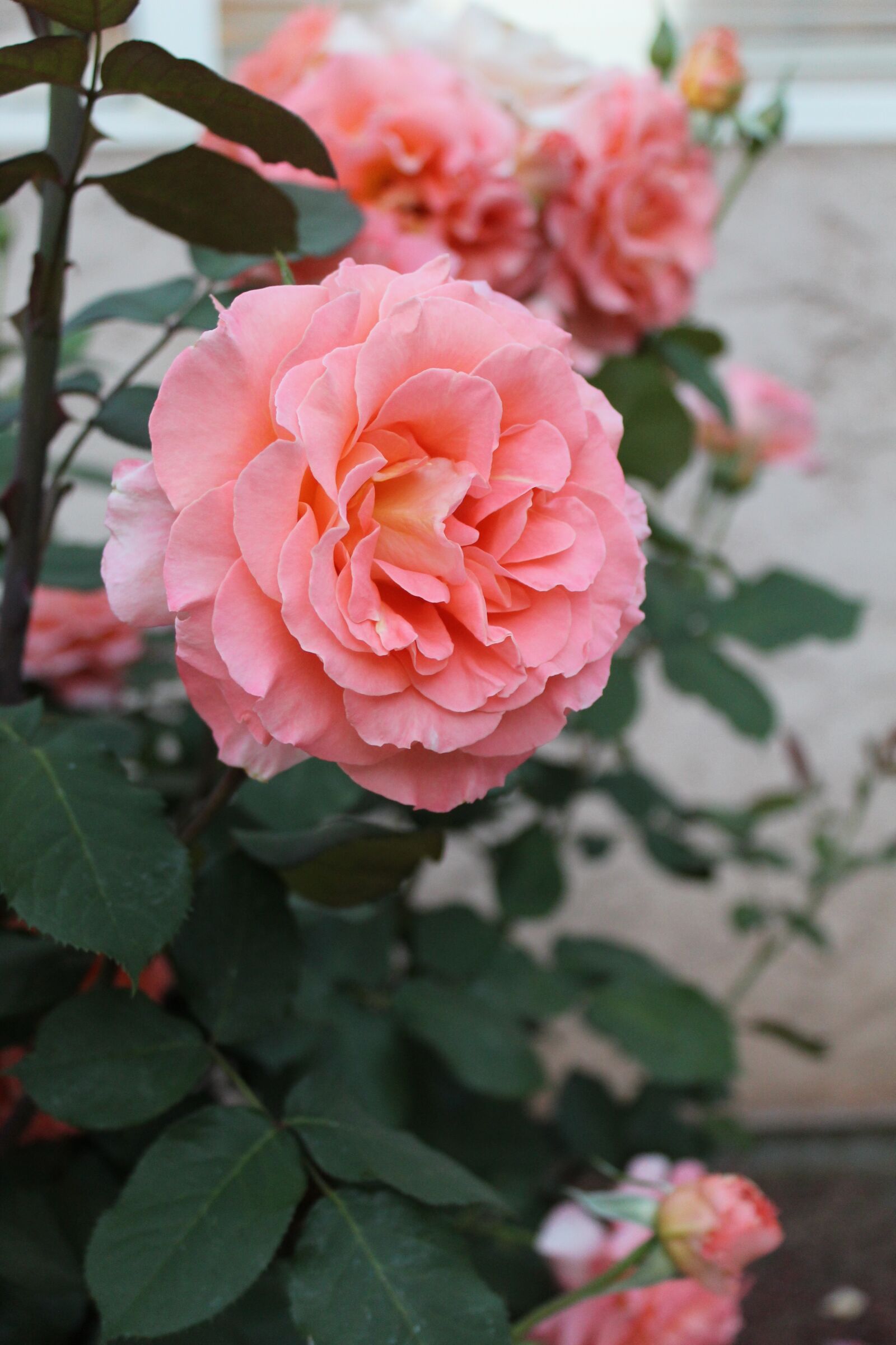 Canon EOS 1300D (EOS Rebel T6 / EOS Kiss X80) sample photo. Rose, pink, spring photography