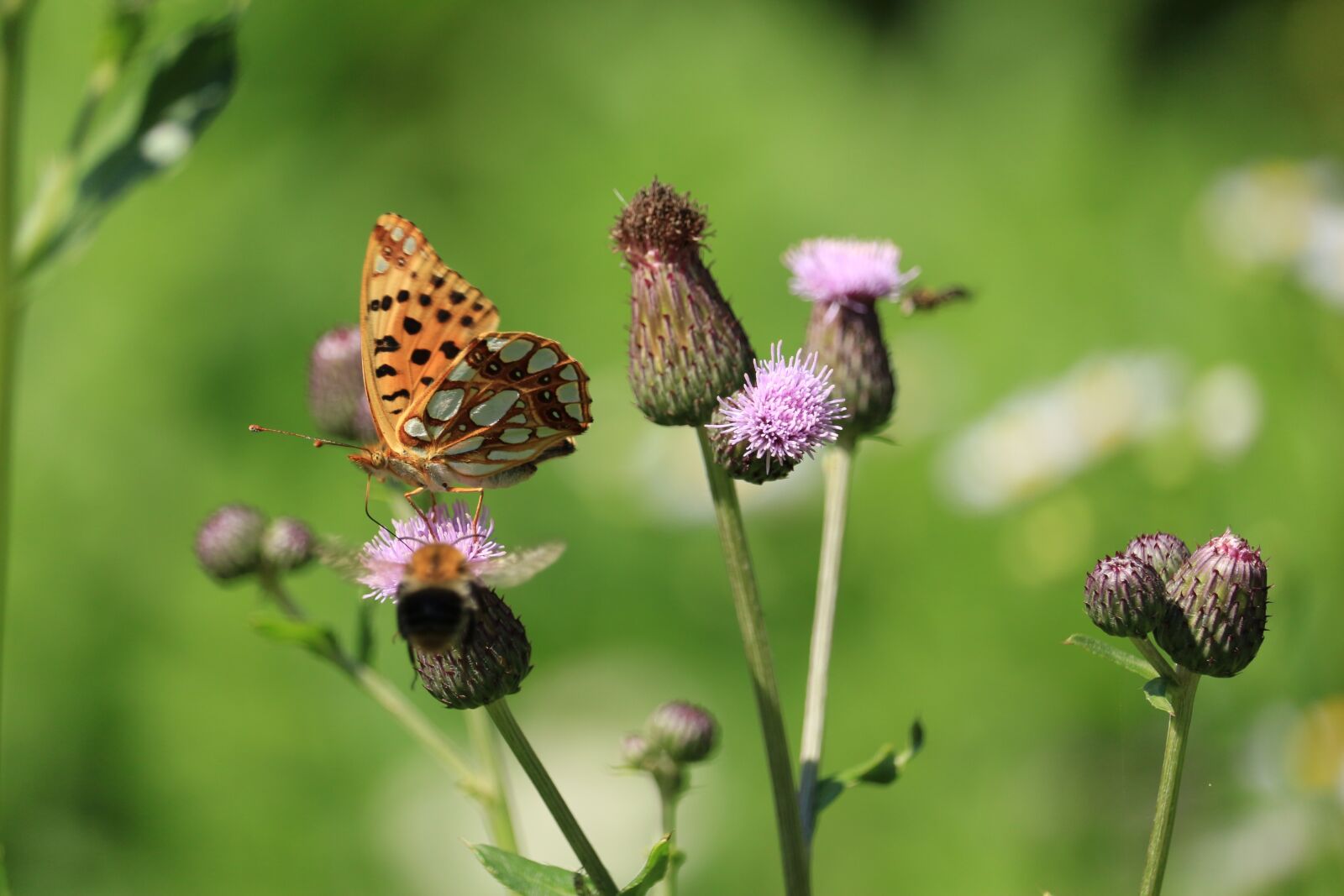 Canon EOS 700D (EOS Rebel T5i / EOS Kiss X7i) sample photo. Insect, flower, butterfly photography