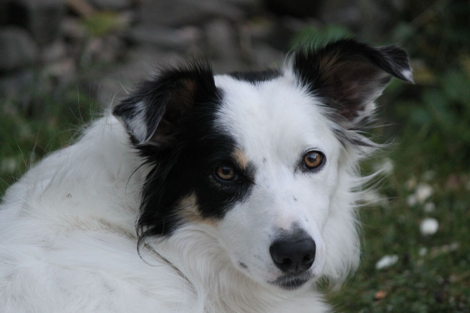 Canon EOS 1100D (EOS Rebel T3 / EOS Kiss X50) sample photo. Border collie, dog, pet photography