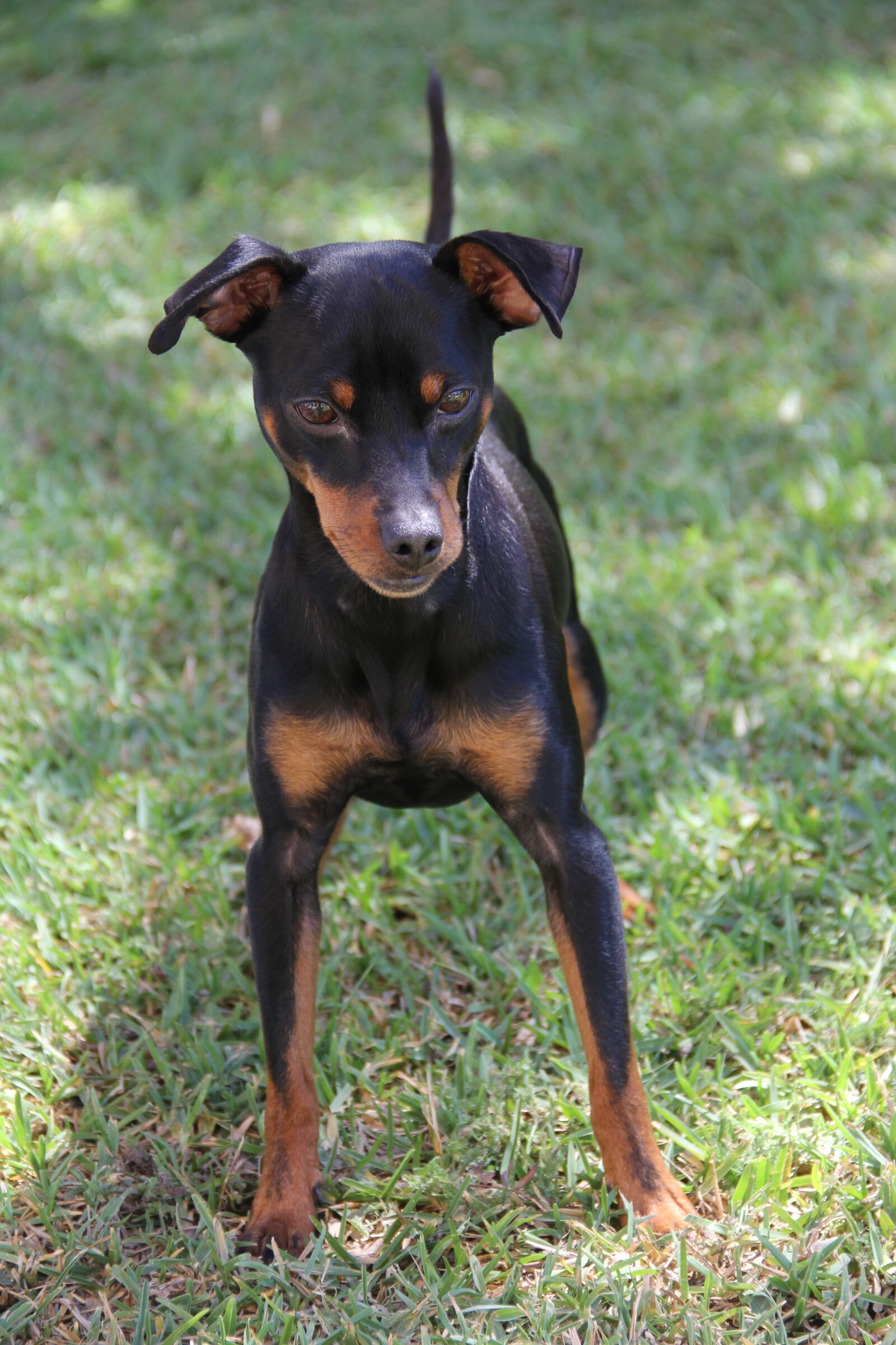 Canon EOS 60D sample photo. Mammalia, canis lupus familiaris photography