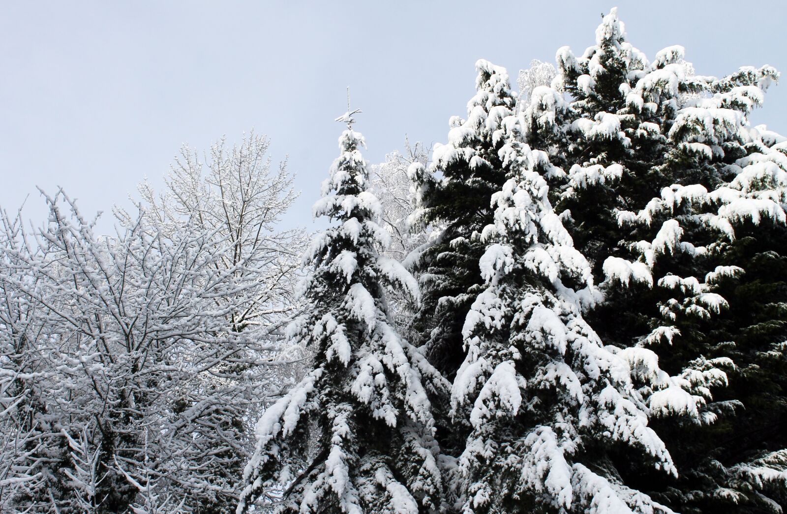 Canon EOS 1100D (EOS Rebel T3 / EOS Kiss X50) sample photo. Winter, snow, trees photography