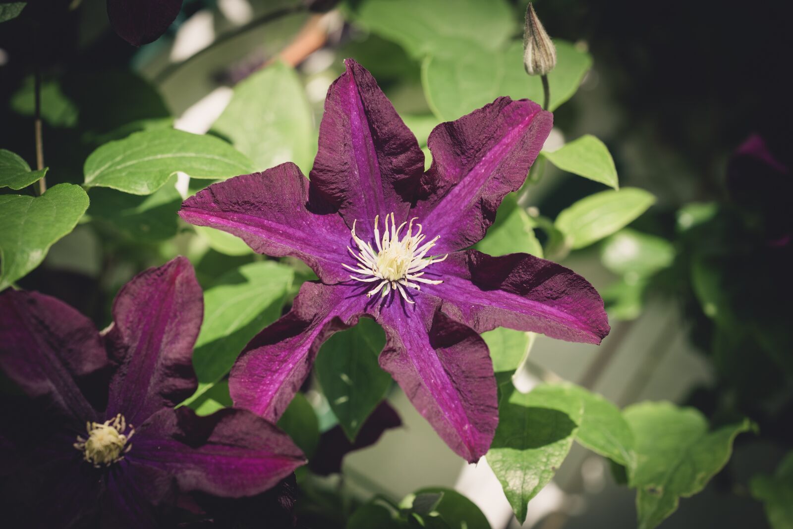 Nikon D750 sample photo. Clematis, flower, blossom photography