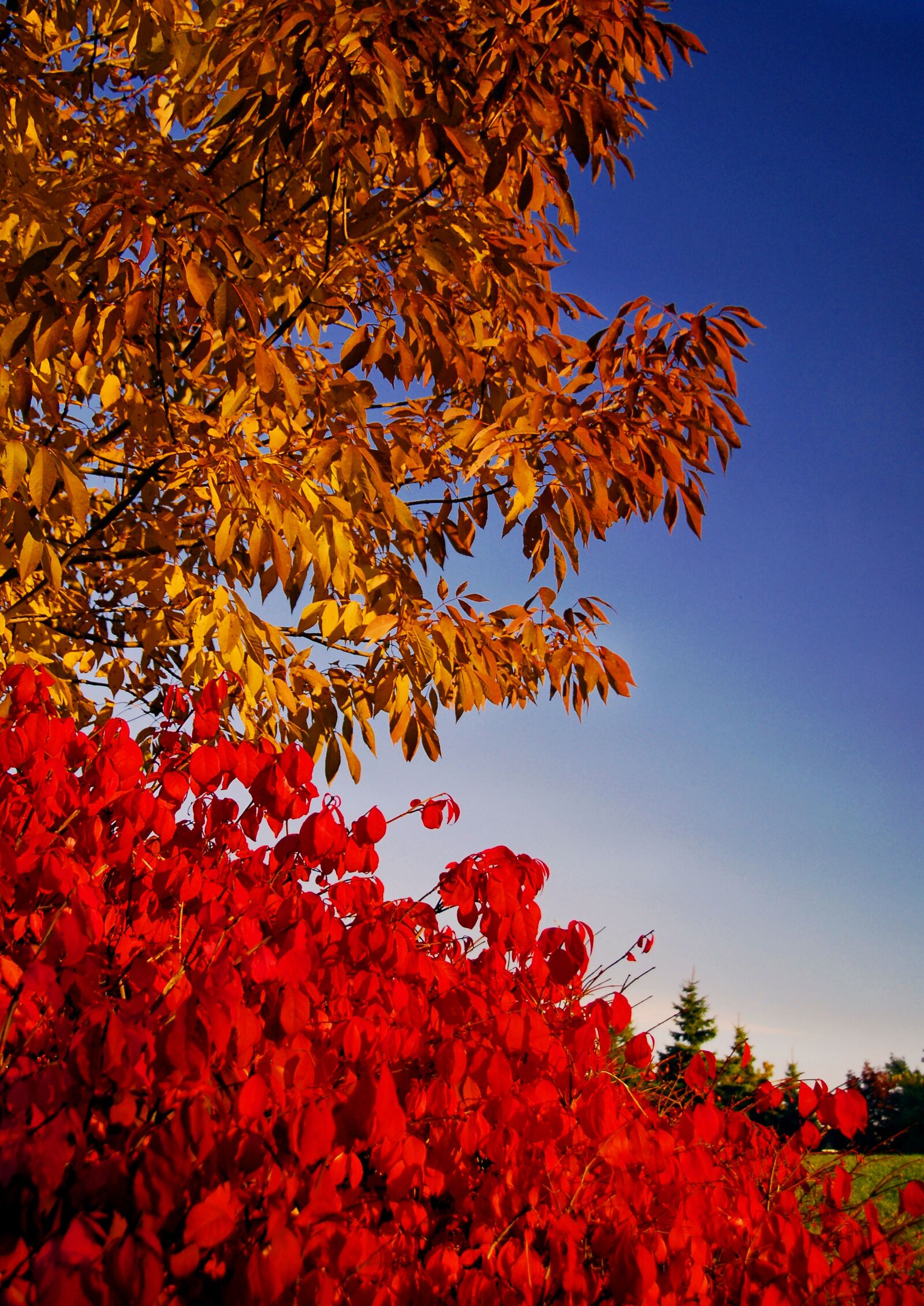 Nikon D200 sample photo. Autumn, leaves, colours photography