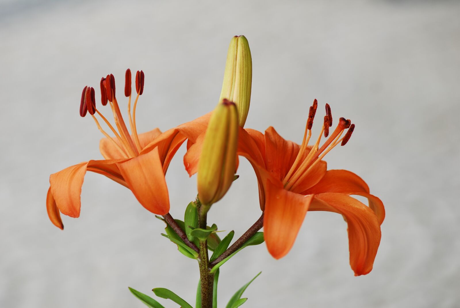 Nikon D200 sample photo. Flower, nature, plant photography