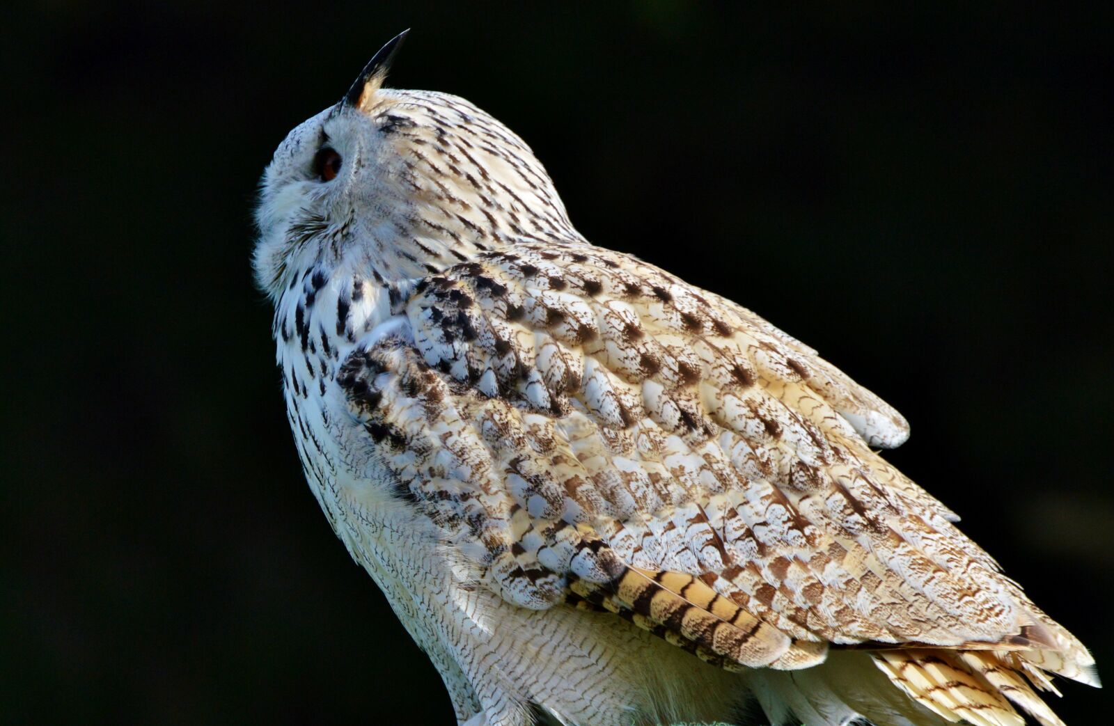 Nikon D3200 sample photo. Siberian owl, owl, eagle photography