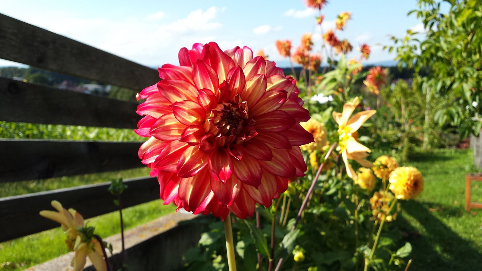 Samsung Galaxy S4 sample photo. Dahlias, dahlia, dahlia garden photography