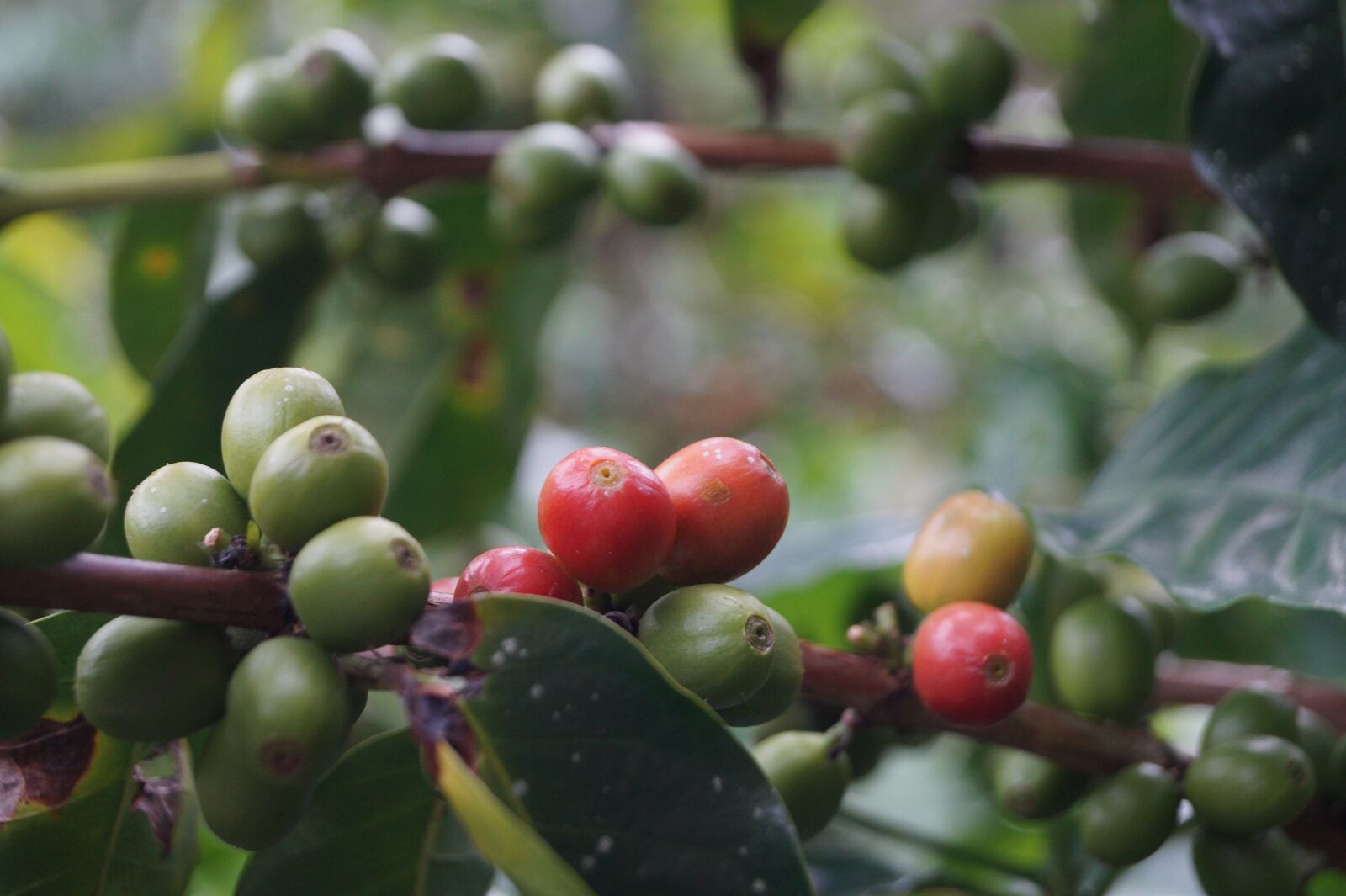 Sony DT 18-55mm F3.5-5.6 SAM II sample photo. Coffee, coffee bean, coffee photography
