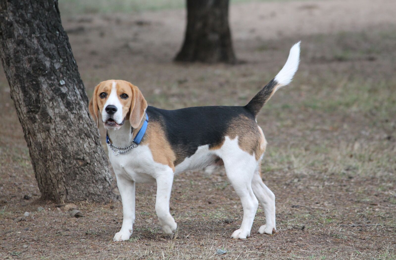 Canon EOS 1100D (EOS Rebel T3 / EOS Kiss X50) sample photo. Dog, beagle, pose medium photography