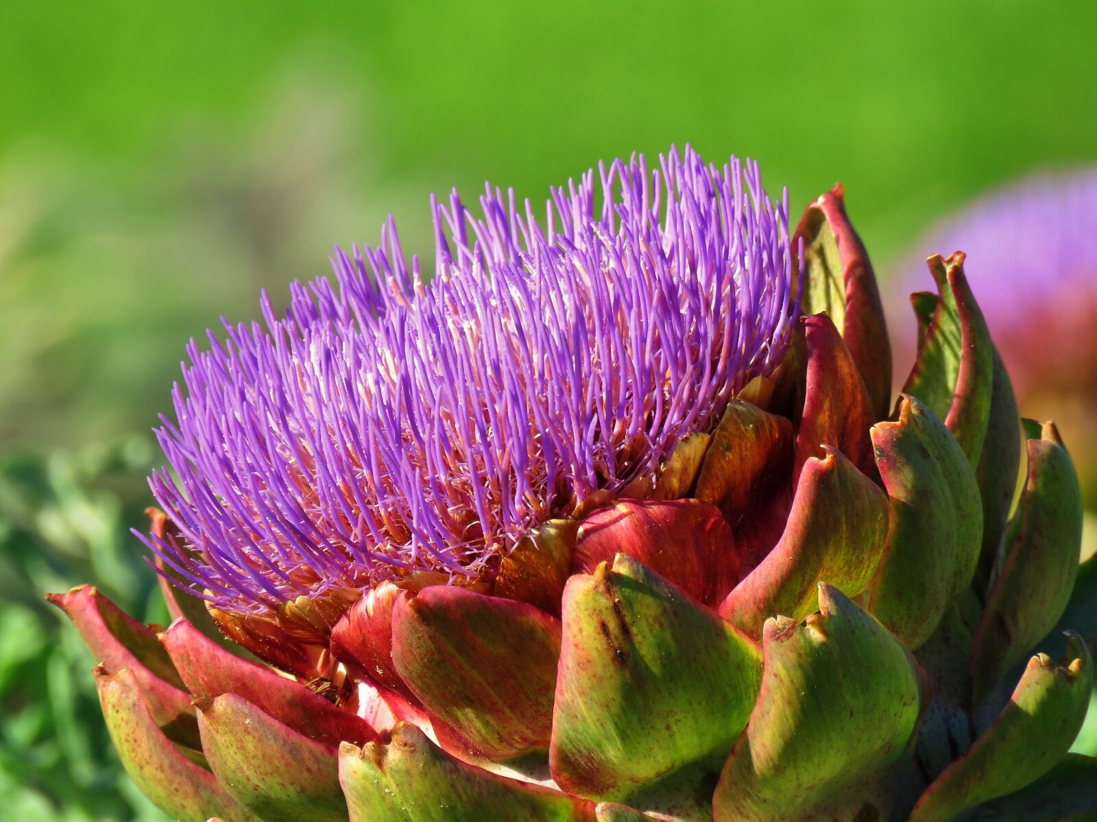 Canon PowerShot SX60 HS sample photo. Artichoke, artichoke flower, purple photography