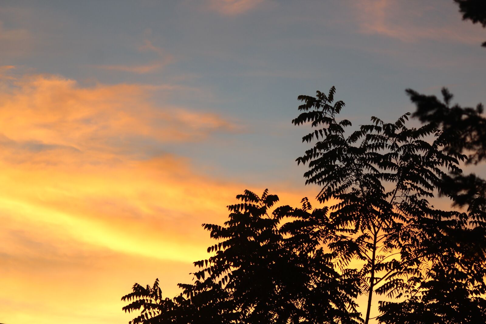 Canon EOS 600D (Rebel EOS T3i / EOS Kiss X5) sample photo. Sunset, shadow, trees photography