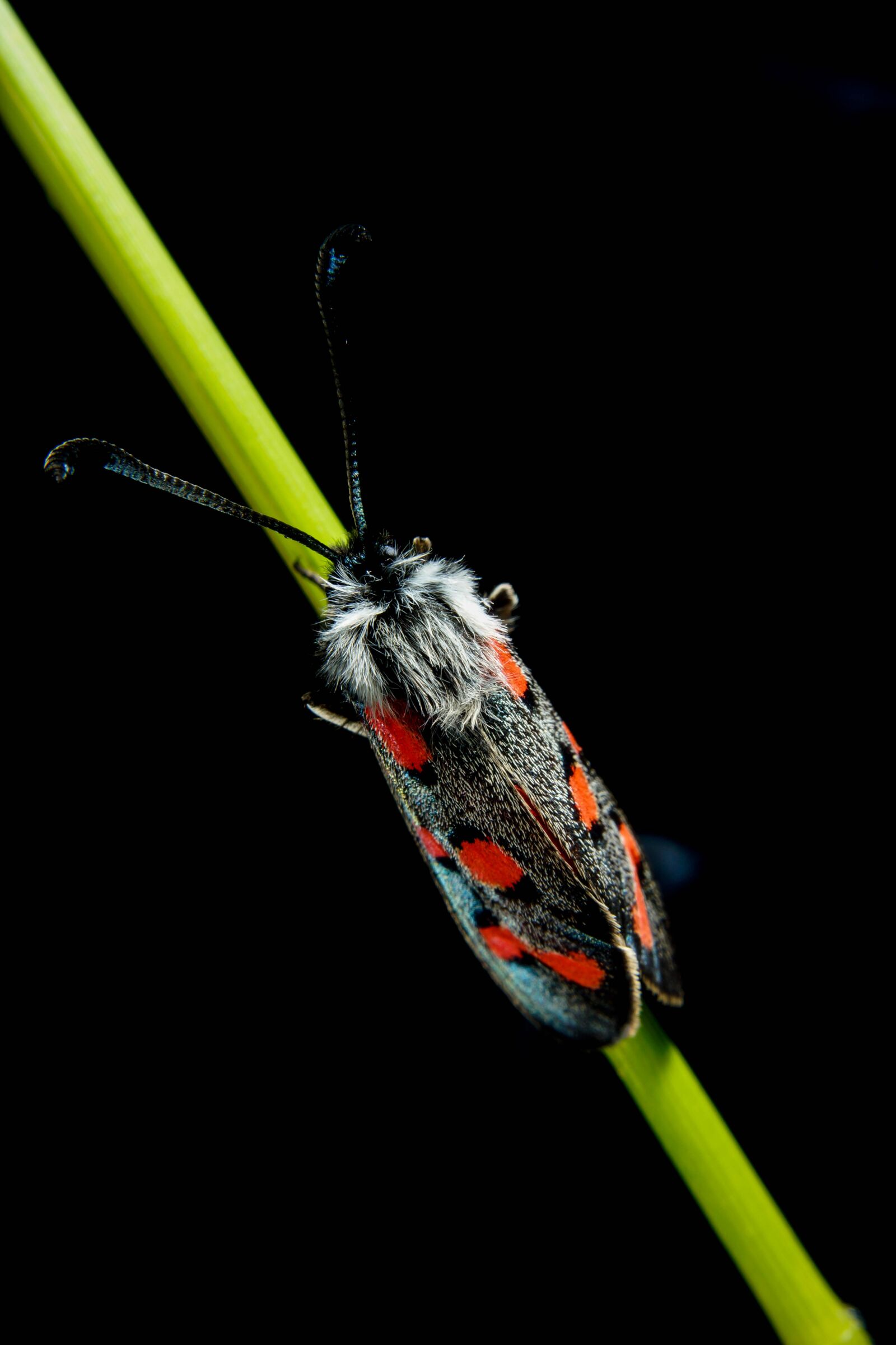 Sony SLT-A77 sample photo. Macro, nature, insect photography