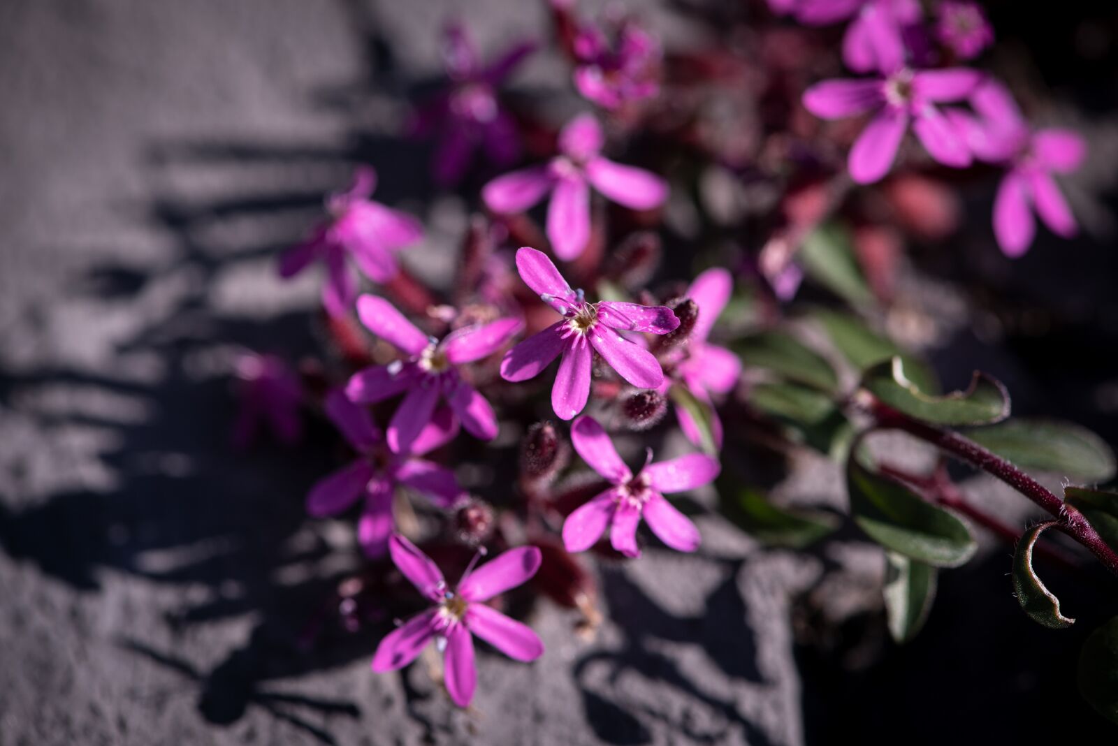 Nikon D750 sample photo. Flowers, pink, small photography