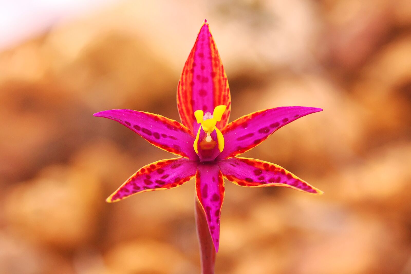 Canon EOS 40D sample photo. Queen of sheba, orchid photography