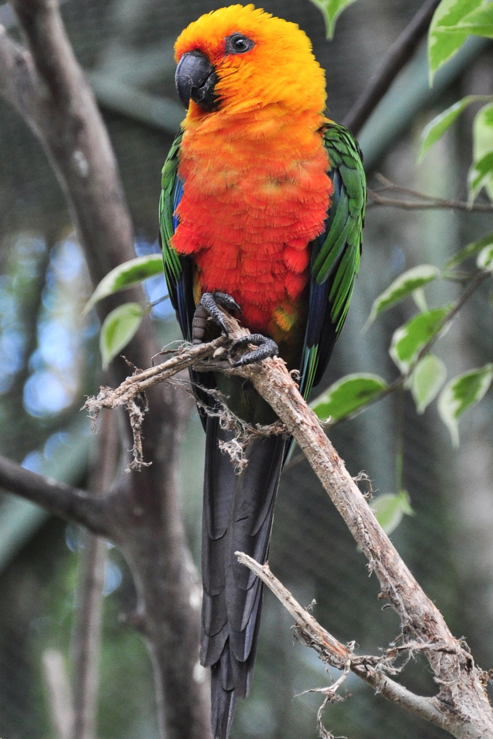 Nikon D90 sample photo. Nature, bird, animals photography