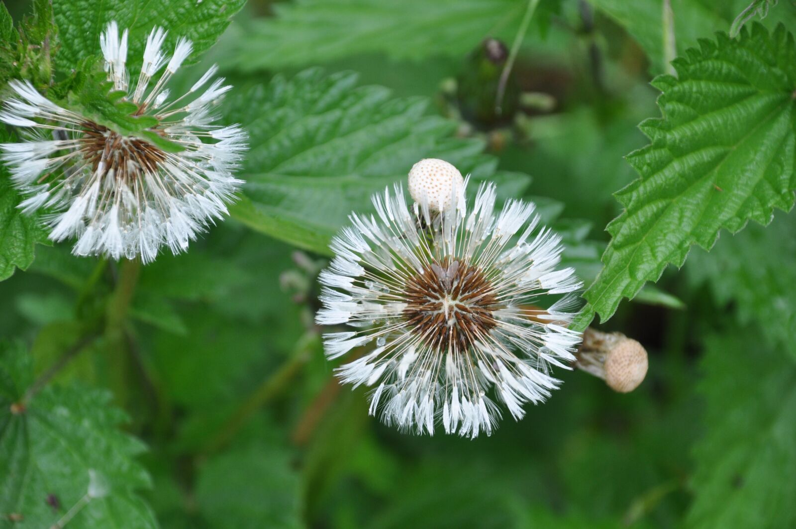 Nikon D90 sample photo. Dandelion, summer, nature photography