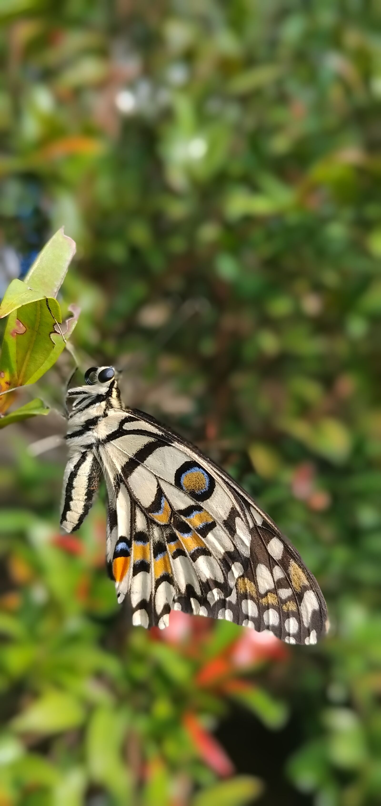 Xiaomi Redmi 8 sample photo. Butterfly, butterfly wings, lepidoptera photography