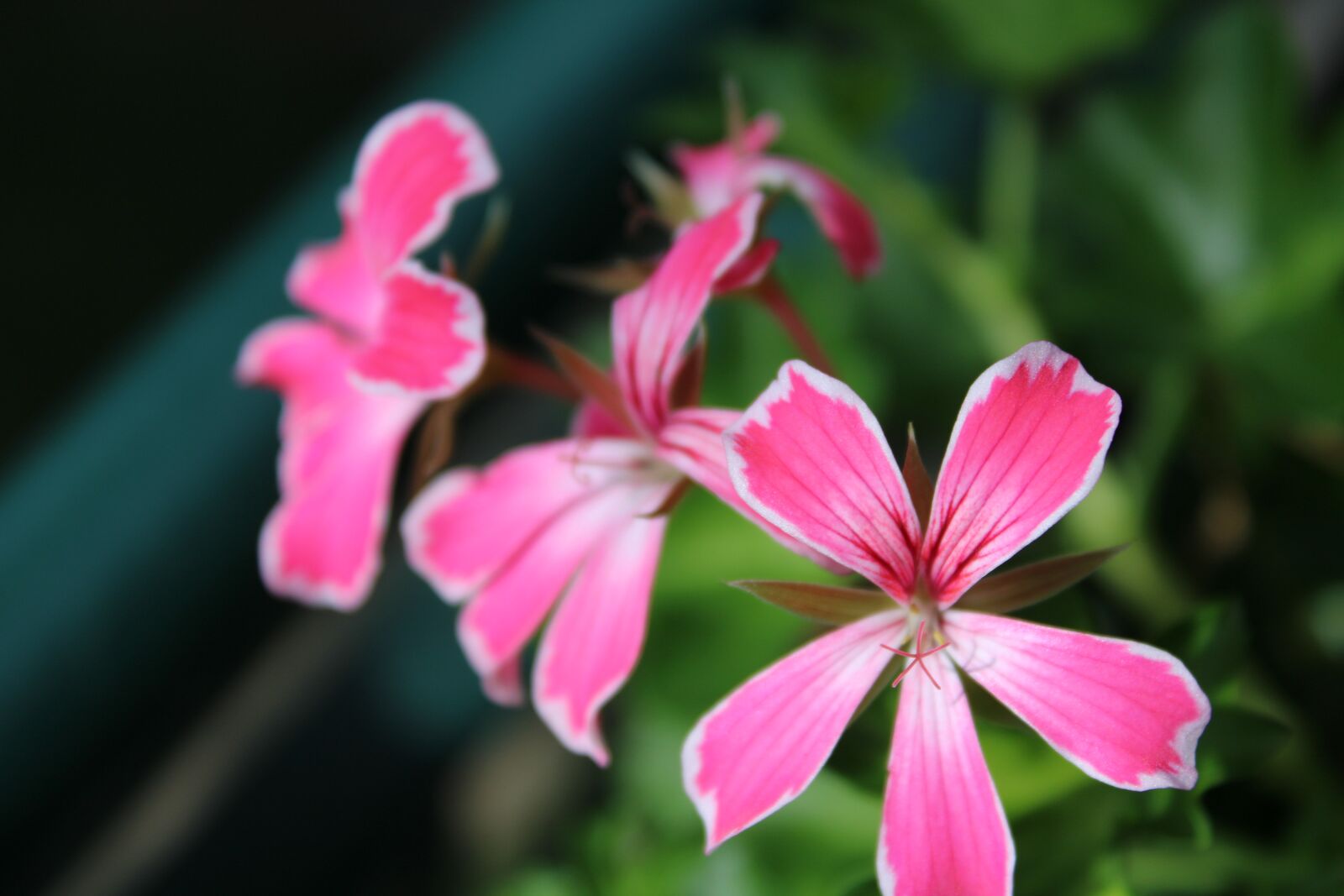 Canon EOS 2000D (EOS Rebel T7 / EOS Kiss X90 / EOS 1500D) sample photo. Pink, rose, flower photography
