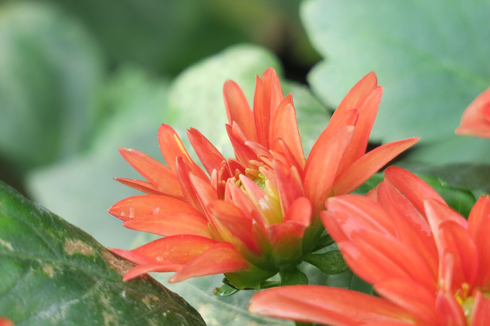 Canon PowerShot G3 X sample photo. Dahlia, nature, plant photography