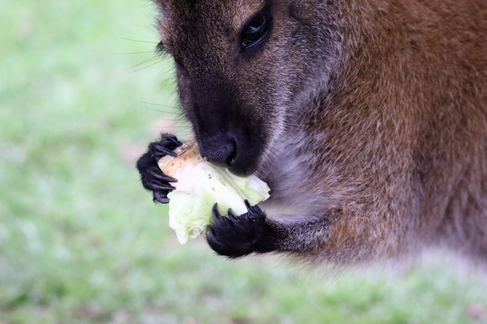 Canon EOS 7D Mark II sample photo. Wallaby, kangaroo, animal photography