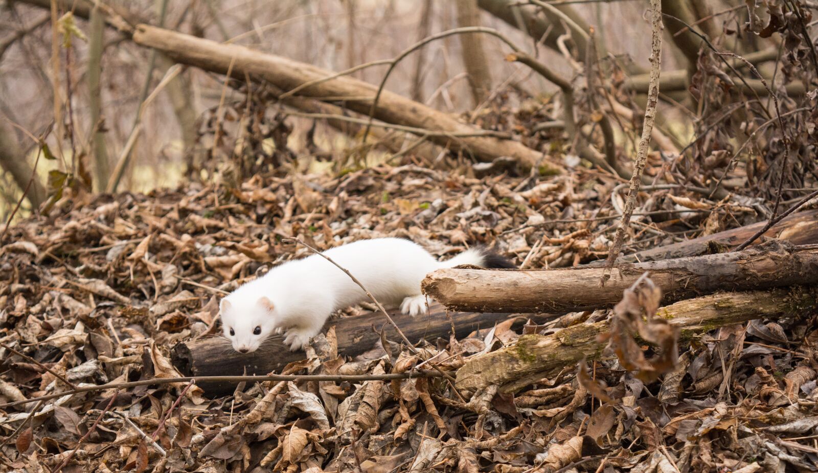 Nikon D5200 sample photo. Ermine, nature, animals photography