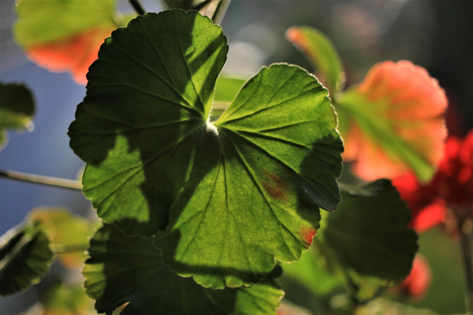 Canon EOS 7D sample photo. Geranium, leaf, flower photography