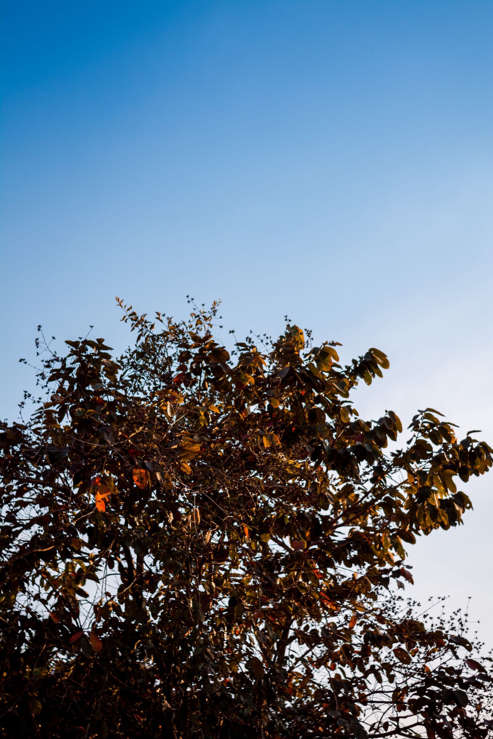 Nikon D5200 sample photo. Sky, home, tree photography